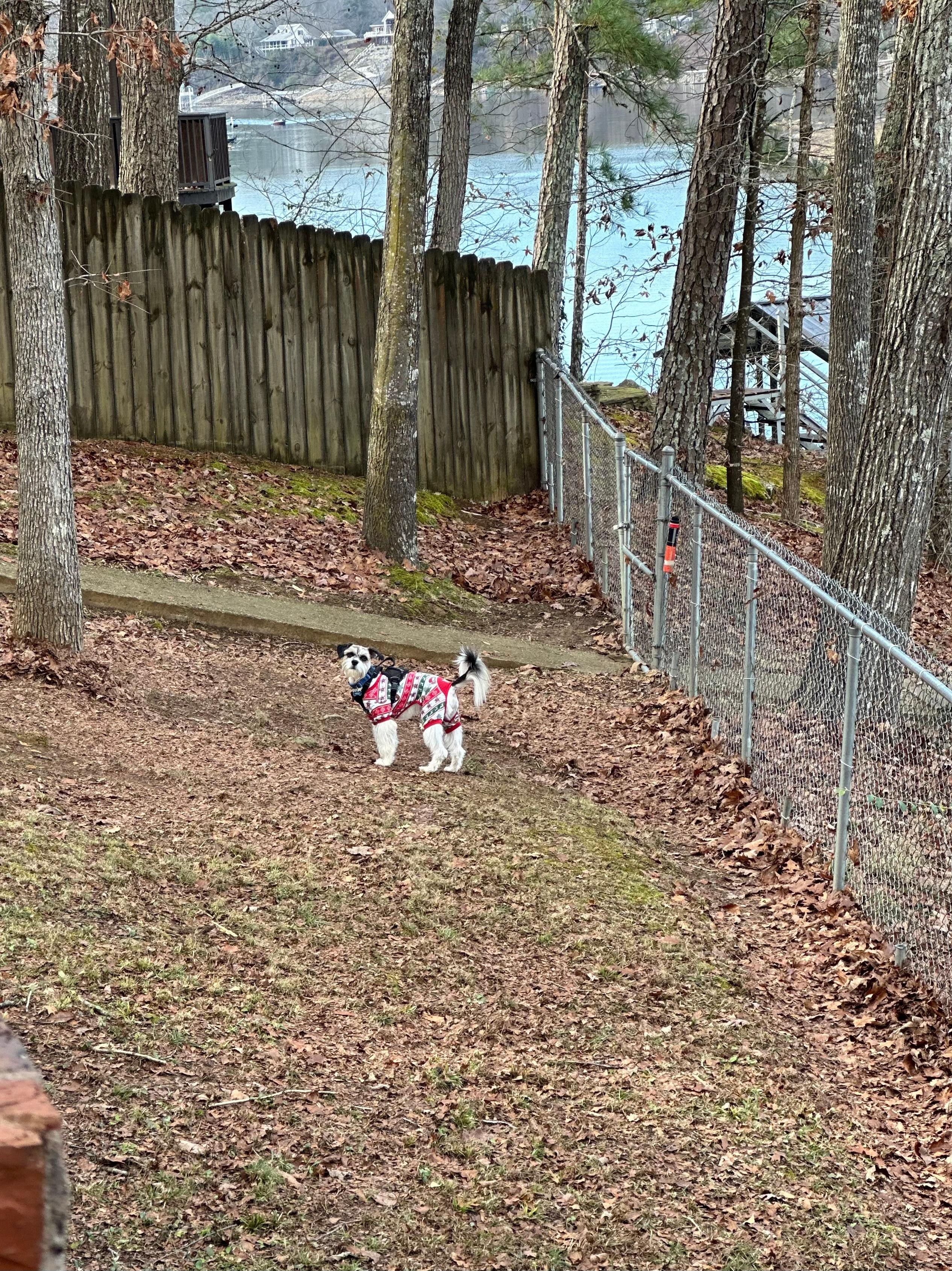 Our Benji enjoying the fenced in yard