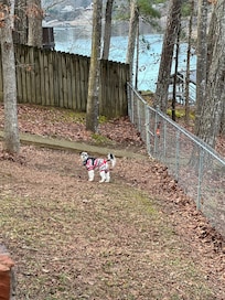 Our Benji enjoying the fenced in yard