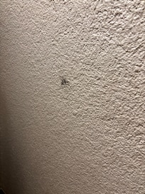 Looks like blood on walls,  floor similar.
