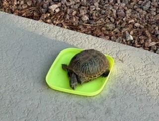 Daily Morning Visitor