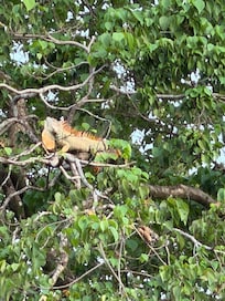 Iguana
