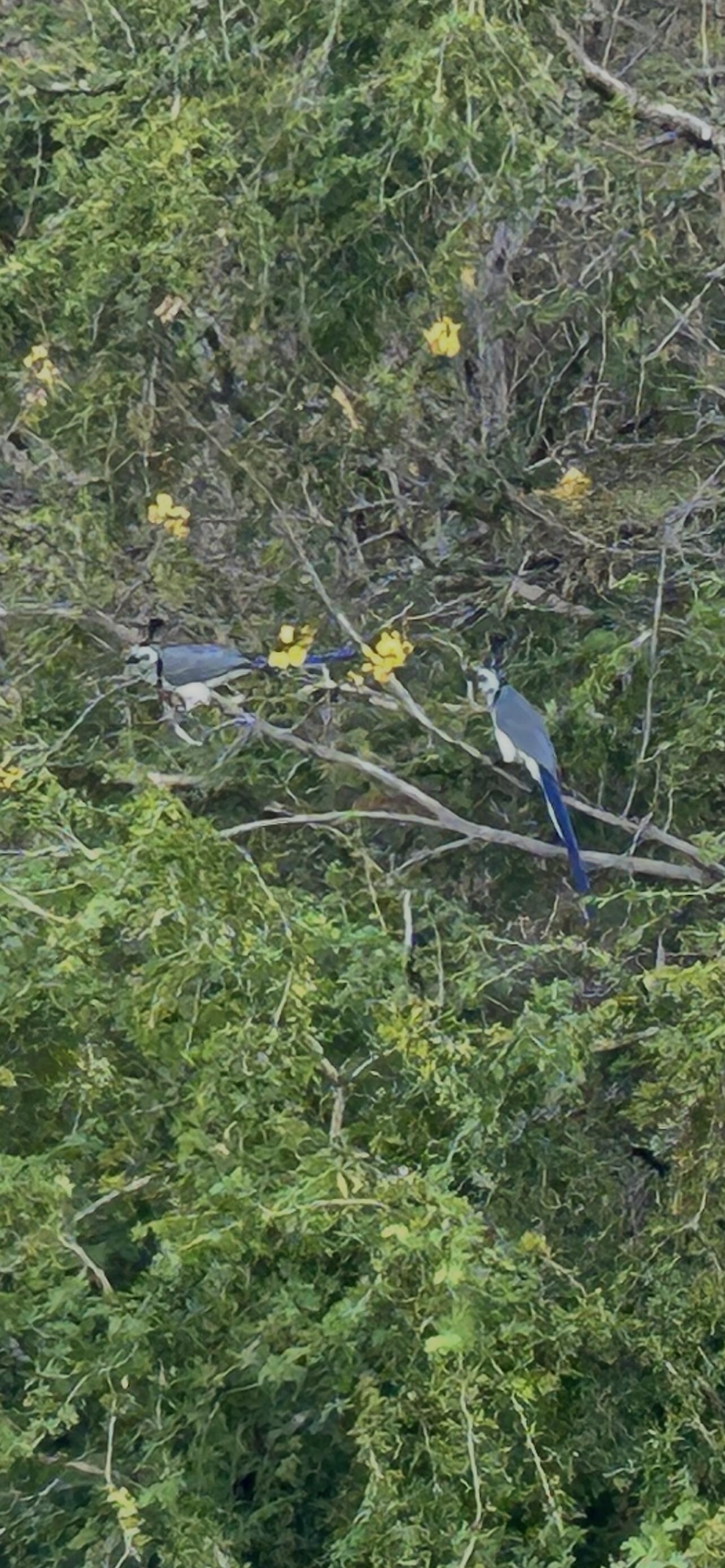 White throated magpies morning greetings 