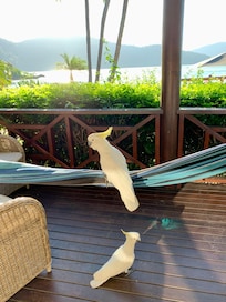 Very friendly cockatoos, love nuts!