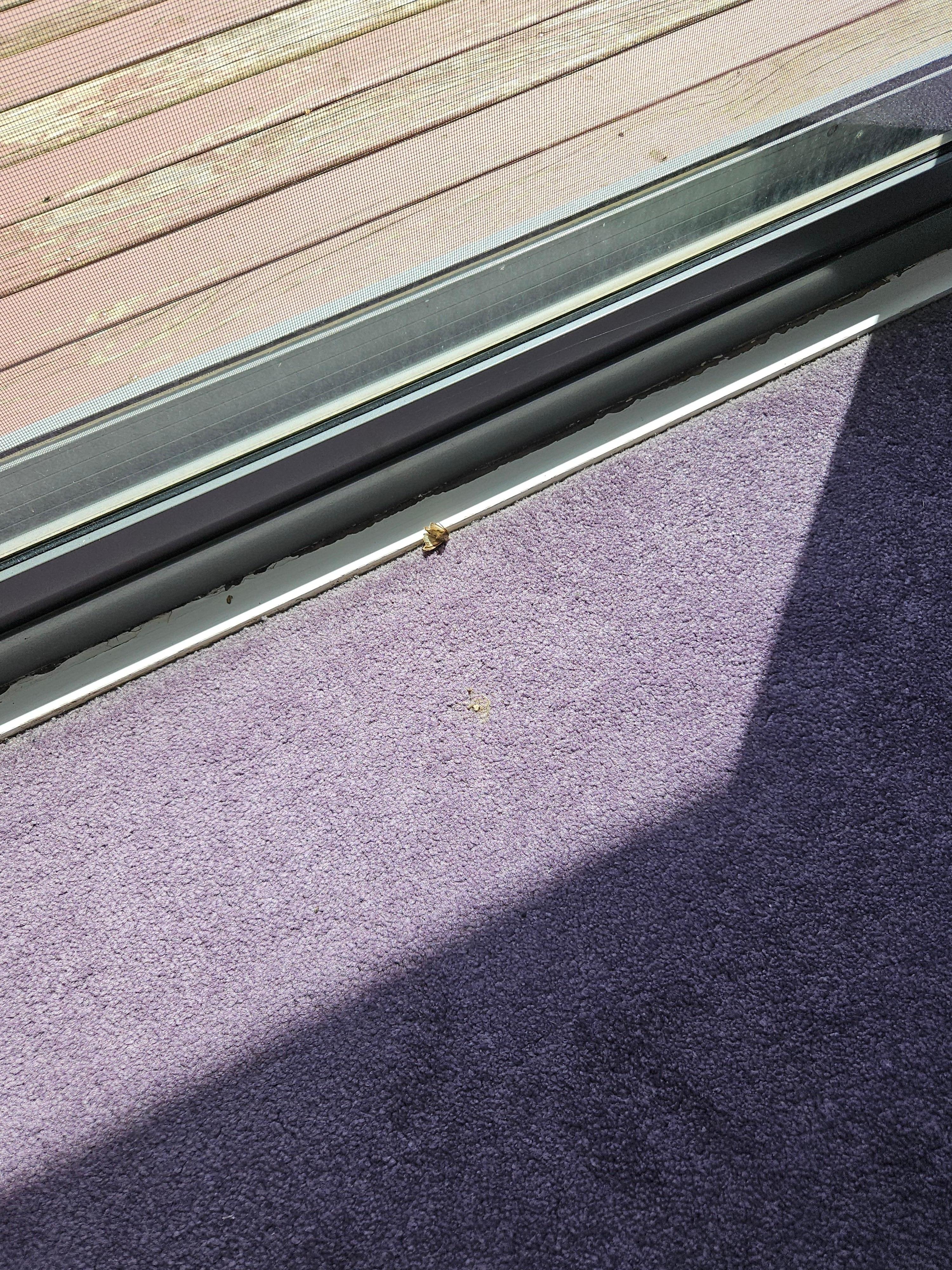 Dead moth on carpet in main bedroom
