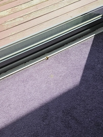 Dead moth on carpet in main bedroom