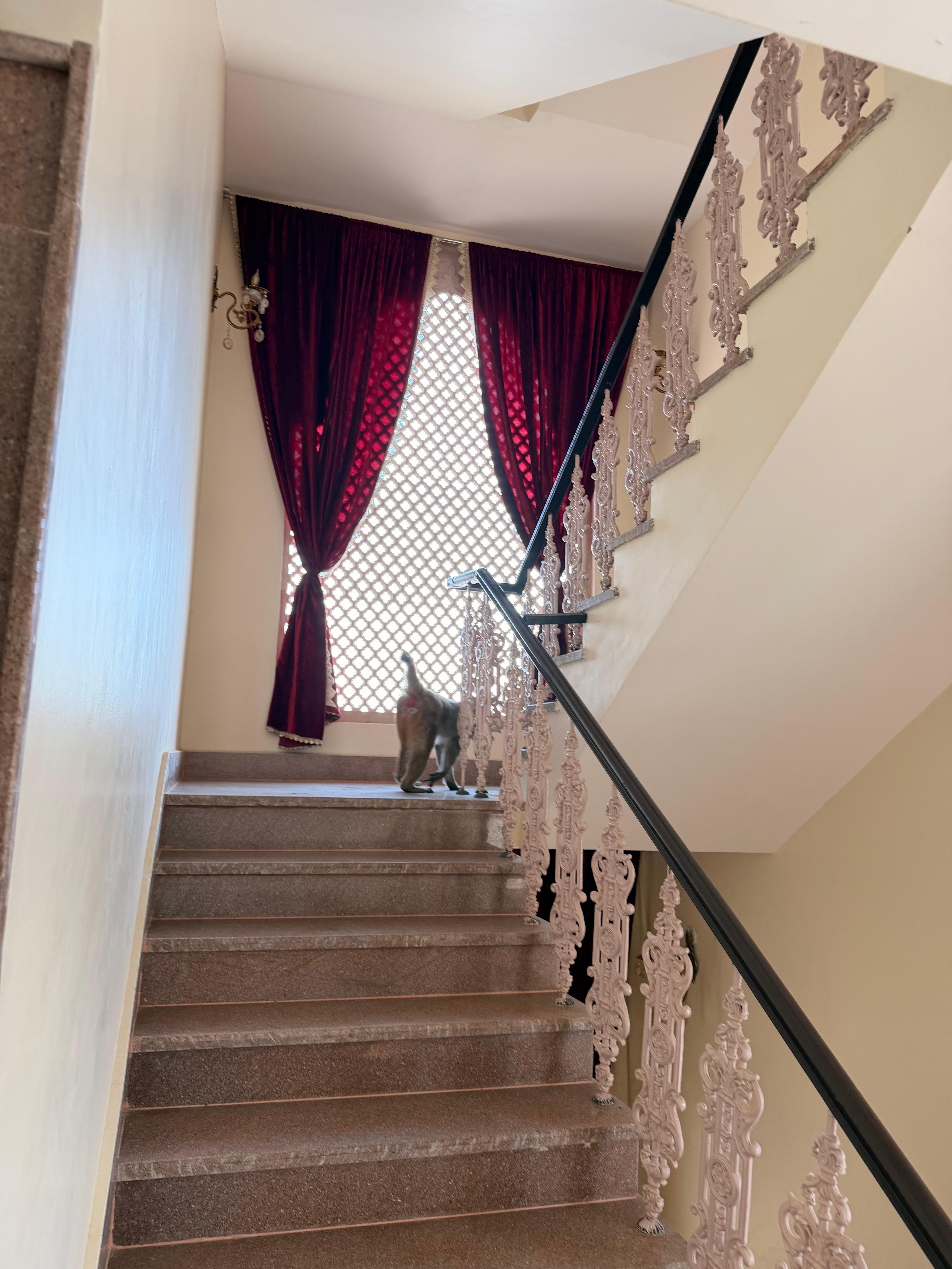 monkeys were roaming around the hotel 