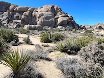 Valentine's Day in JTNP