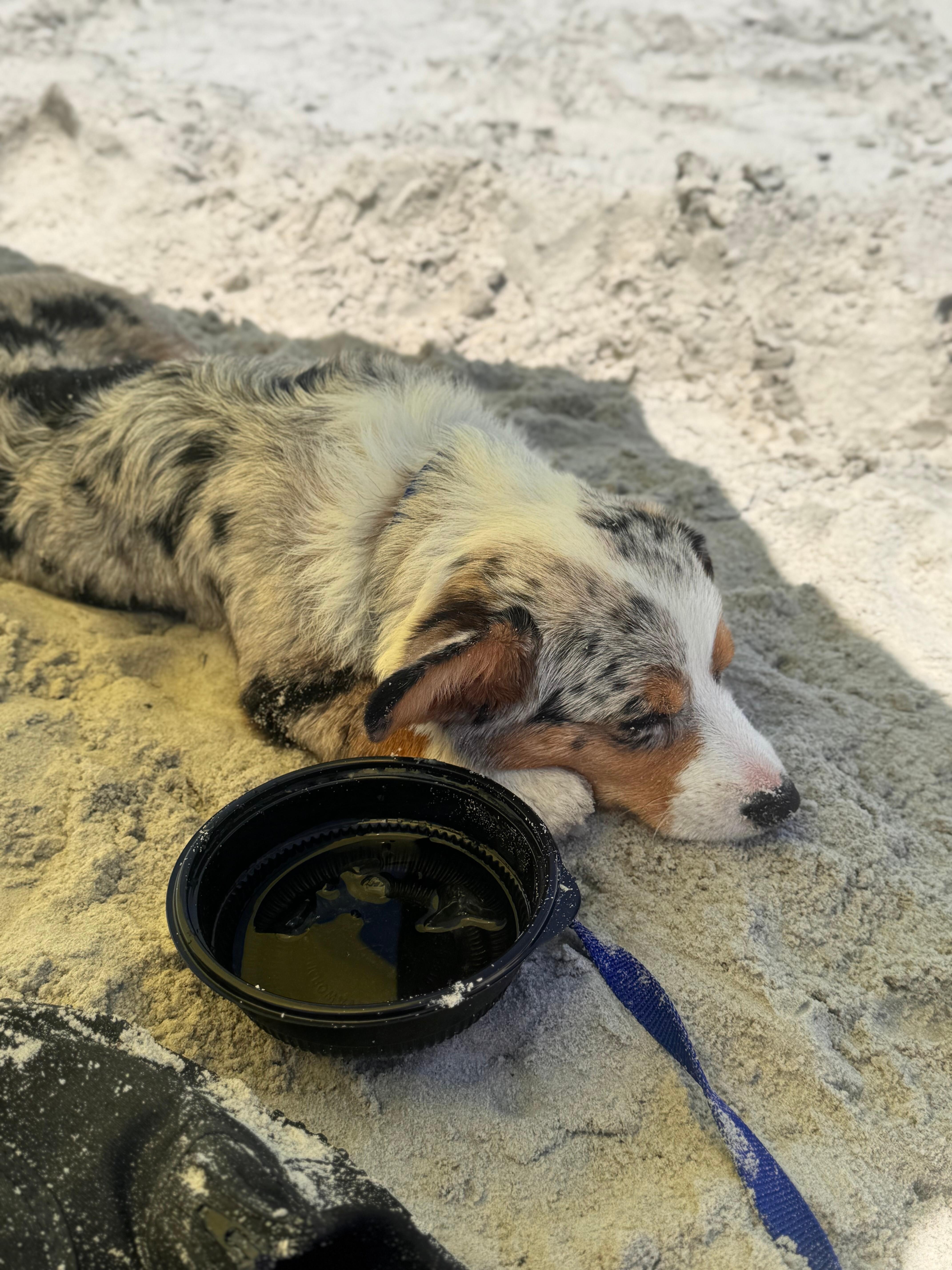 Nap time in the shade on the beach! 