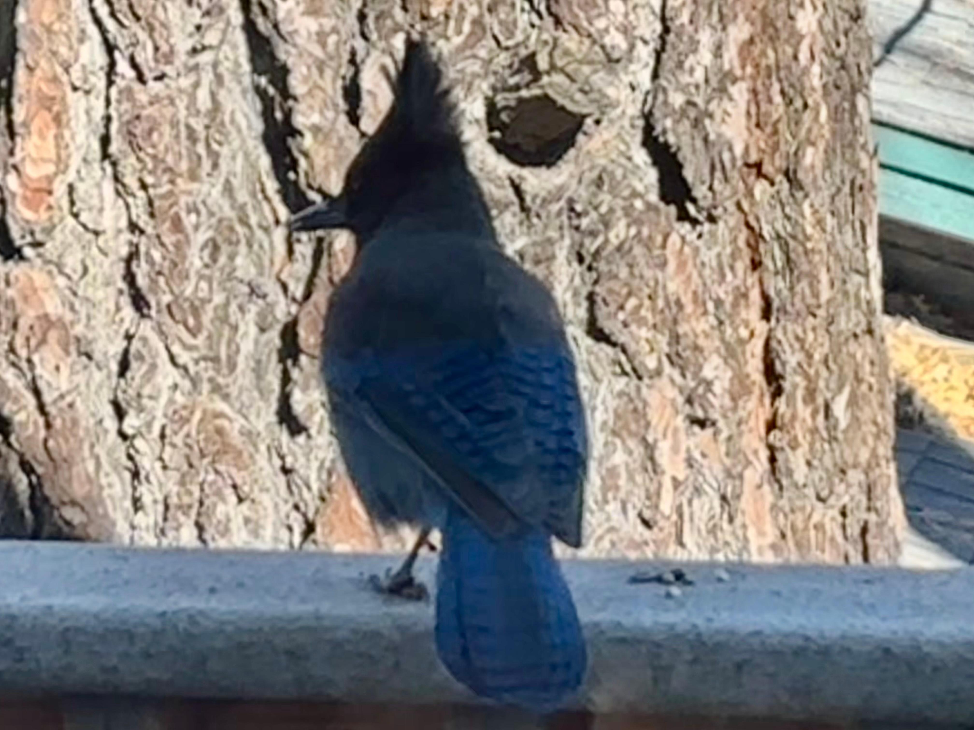 Steeler’s Jay from the kitchen window.