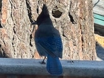 Steeler’s Jay from the kitchen window.