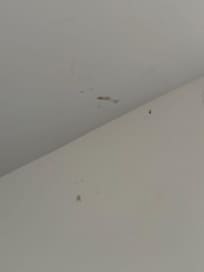 bugs on the ceiling