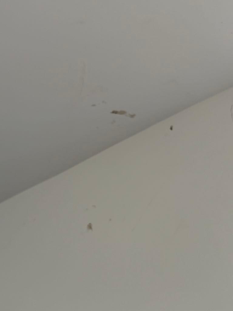 bugs on the ceiling 