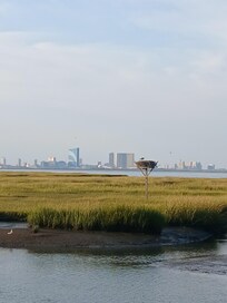Edwin B. Forsythe National Wildlife Refuge in Galloway is always a stop for us on our way to Brigantine. Nice serene area to walk or drive and watch nature.