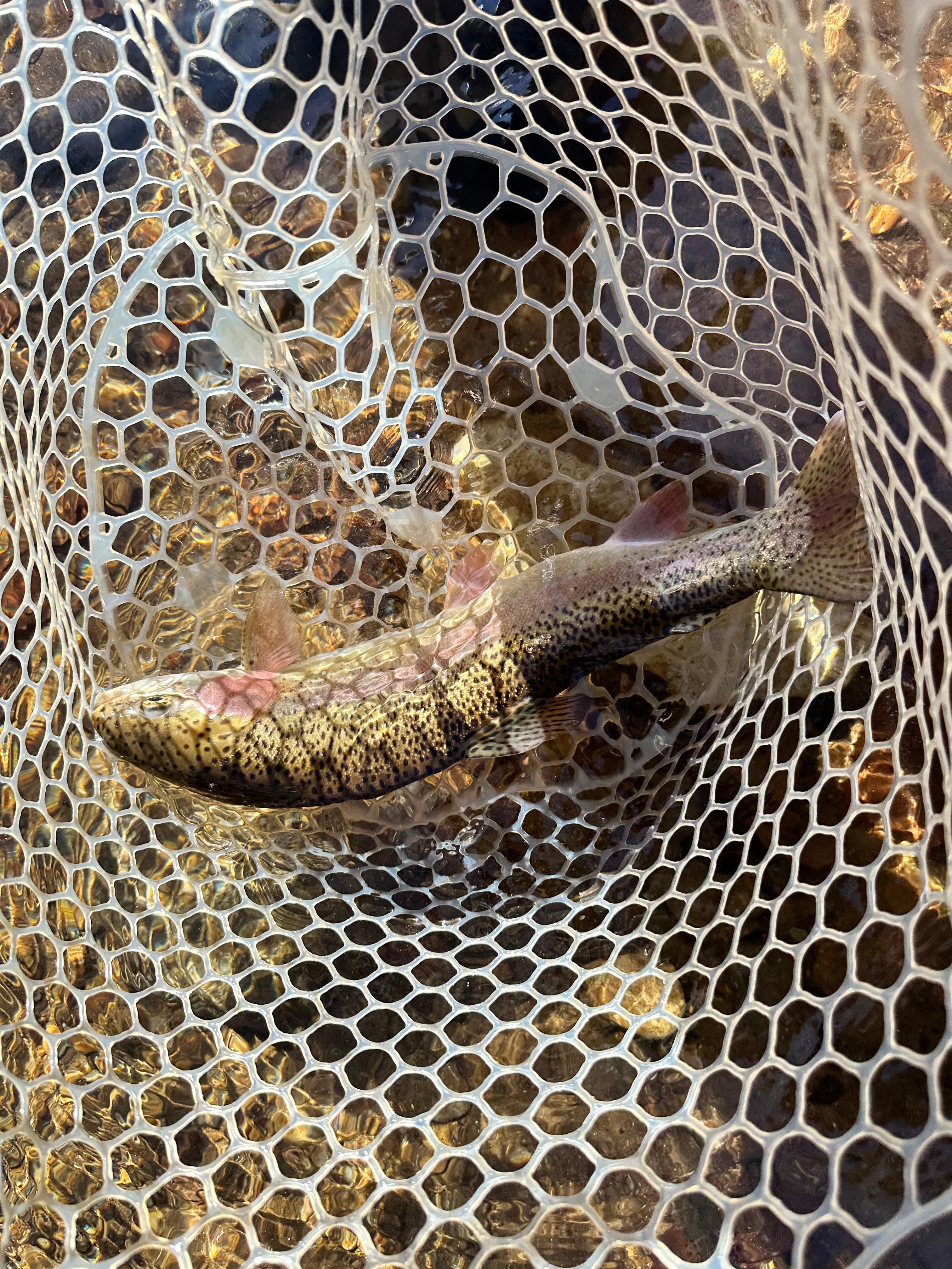 Took a guided trip to catch these beauties.