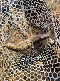 Took a guided trip to catch these beauties.