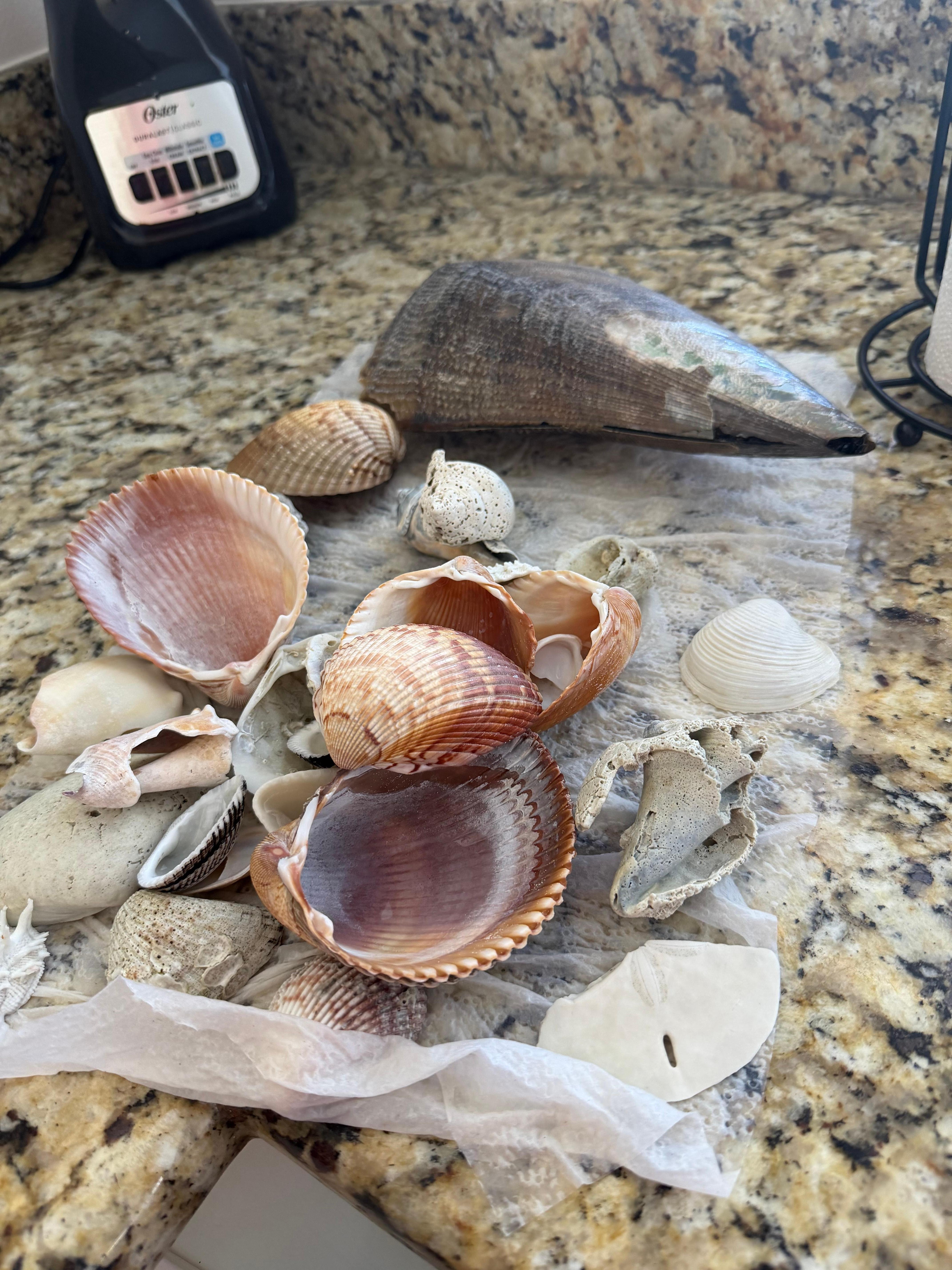 Beautiful seashells on siesta key beach