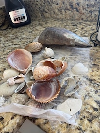 Beautiful seashells on siesta key beach