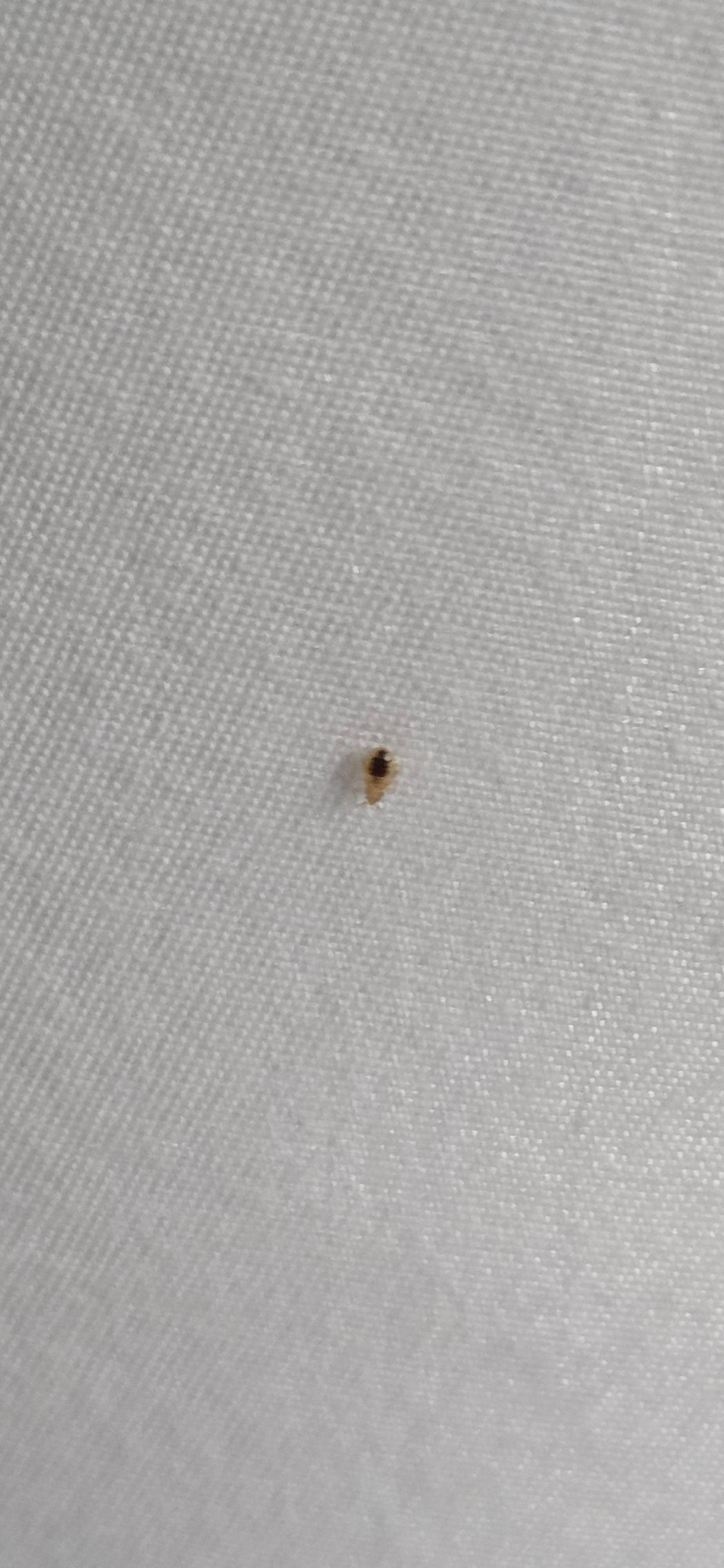 More Bed Bugs