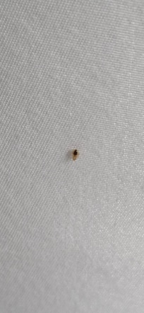 More Bed Bugs