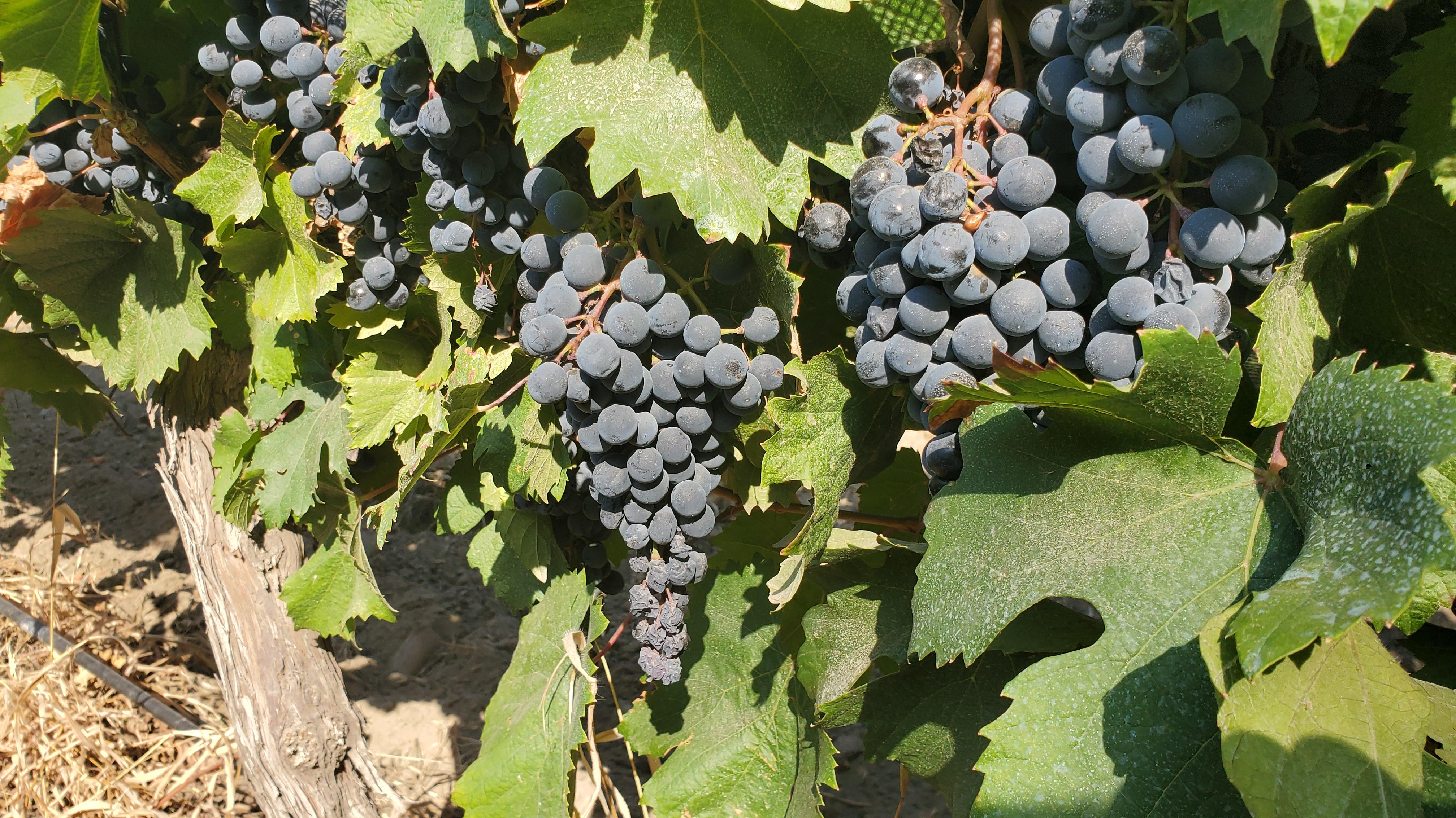 Malbec grapes ready for harvest. 