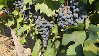 Malbec grapes ready for harvest.