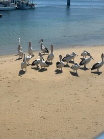 Pelicans at SAN Remo