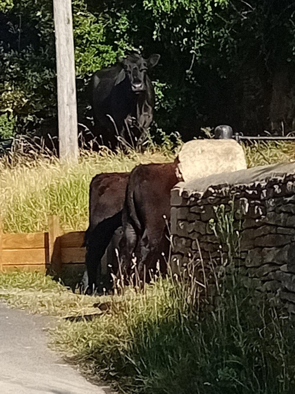 If you are lucky you may get to say Good Moo-ning to the local cows as they walk around the village & high on Minchinhampton common. 