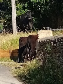If you are lucky you may get to say Good Moo-ning to the local cows as they walk around the village & high on Minchinhampton common.