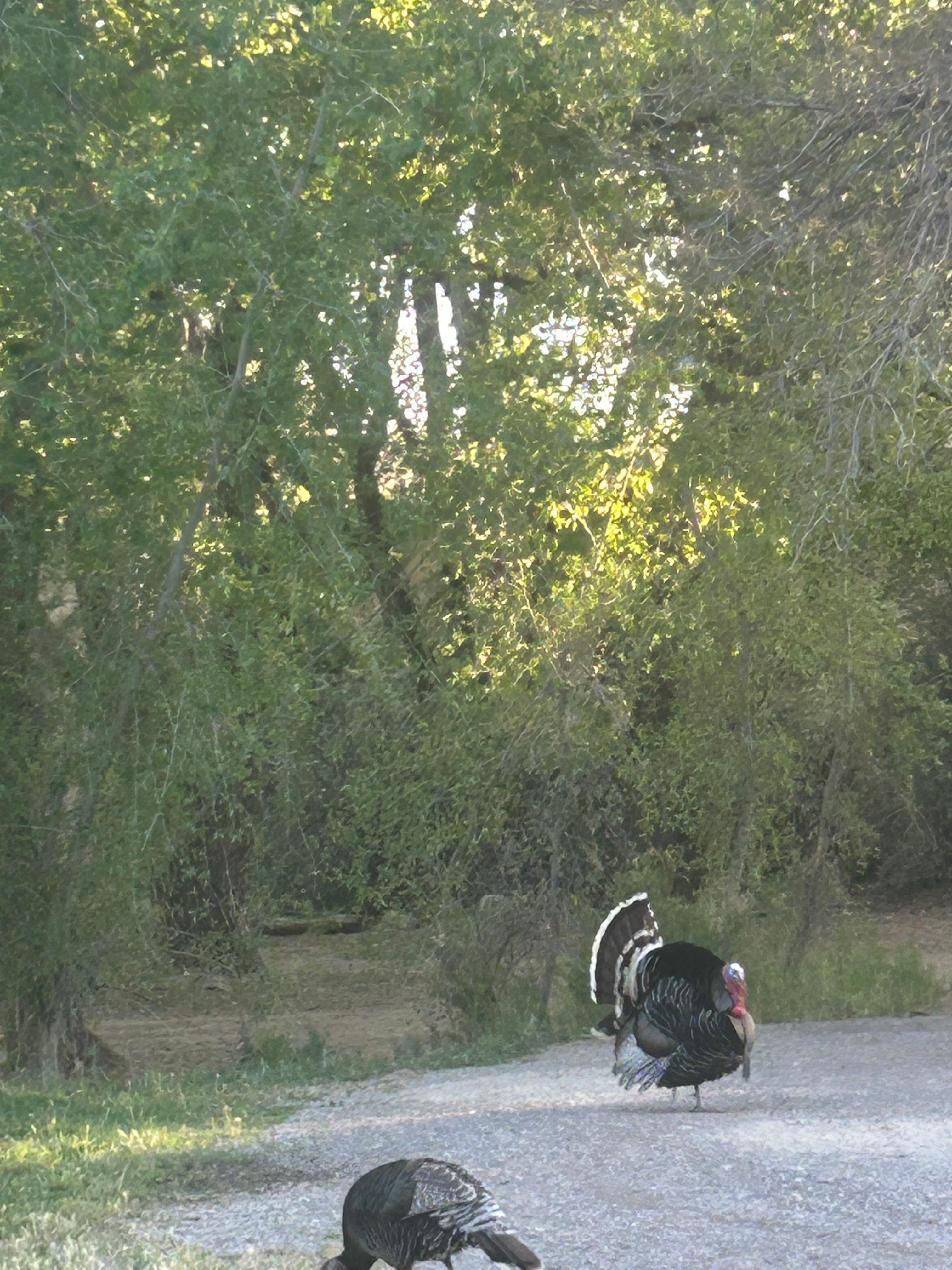 Turkeys 