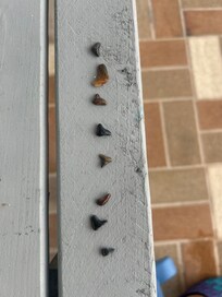 Shark teeth