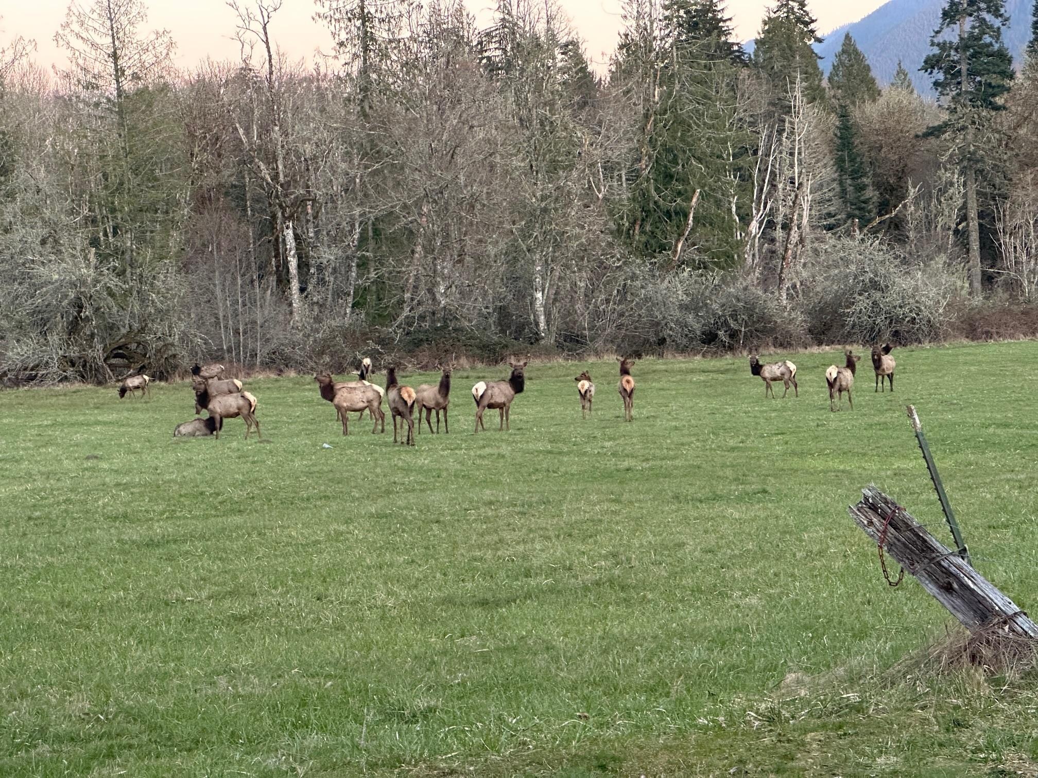 Elk herd across the street from the nearby restaurant