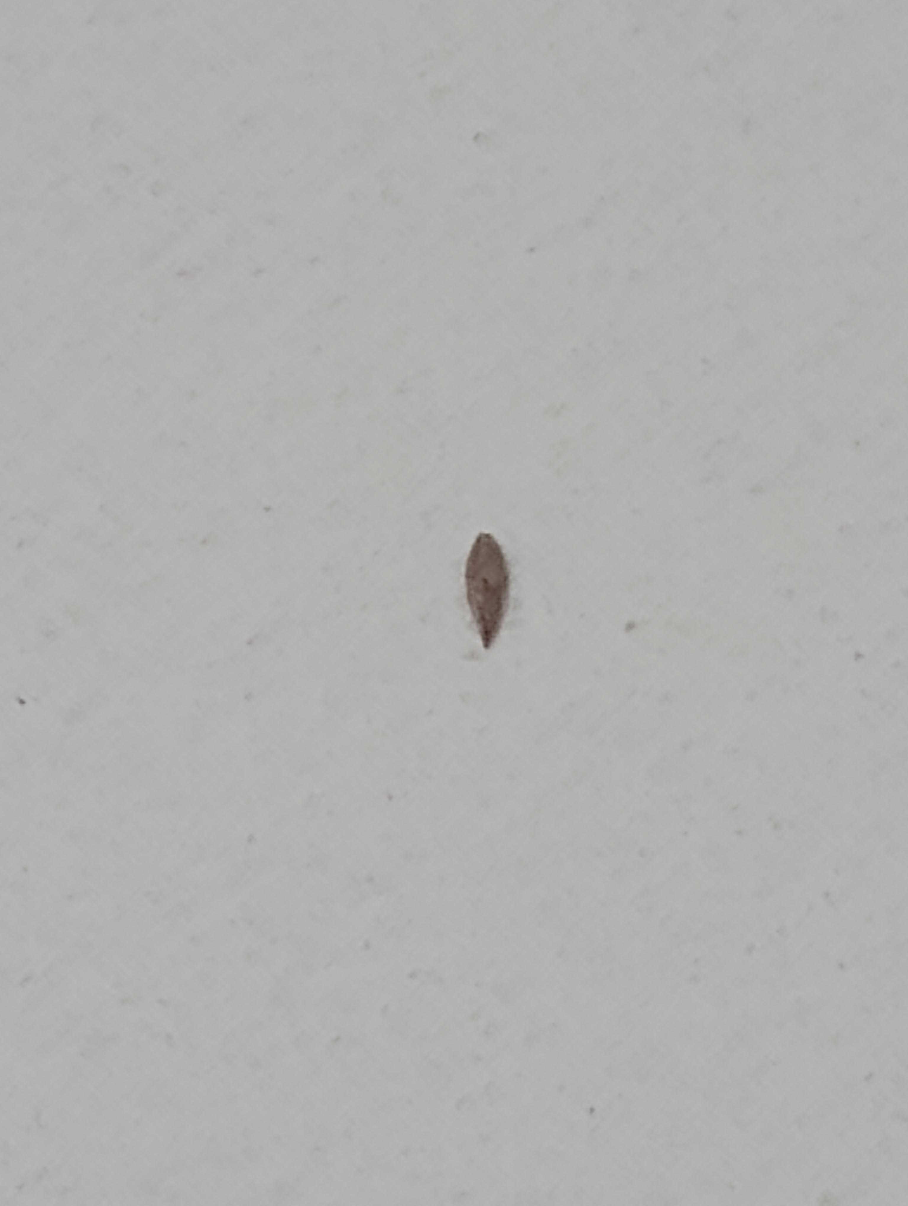 A dead tick or lice in the bathroom.
