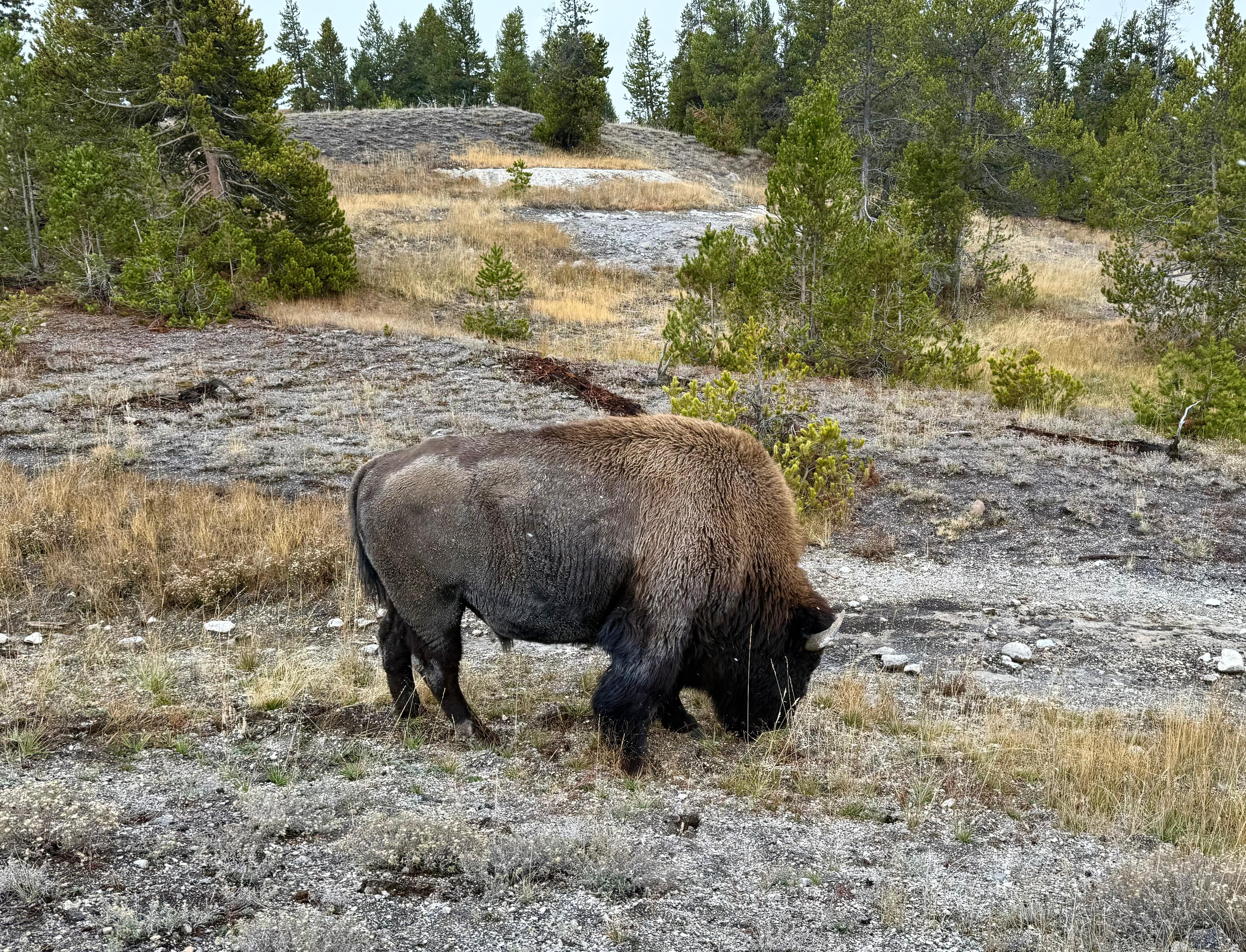 This big guy watched us for a bit and then leisurely walked past our car to get across the road. 