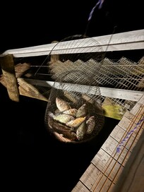 Fish caught on the wharf