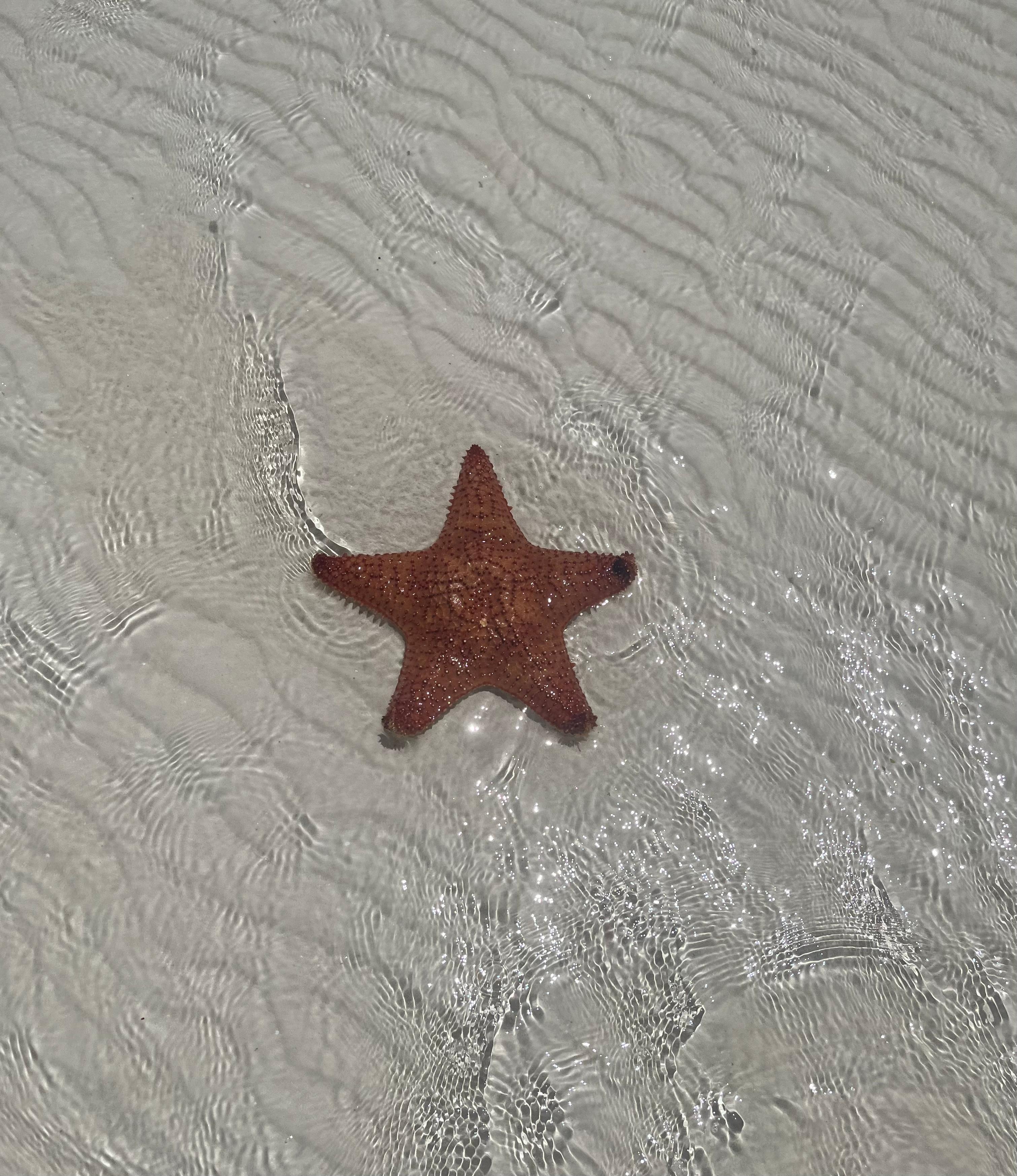 Starfish