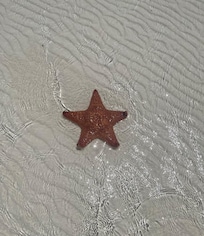 Starfish