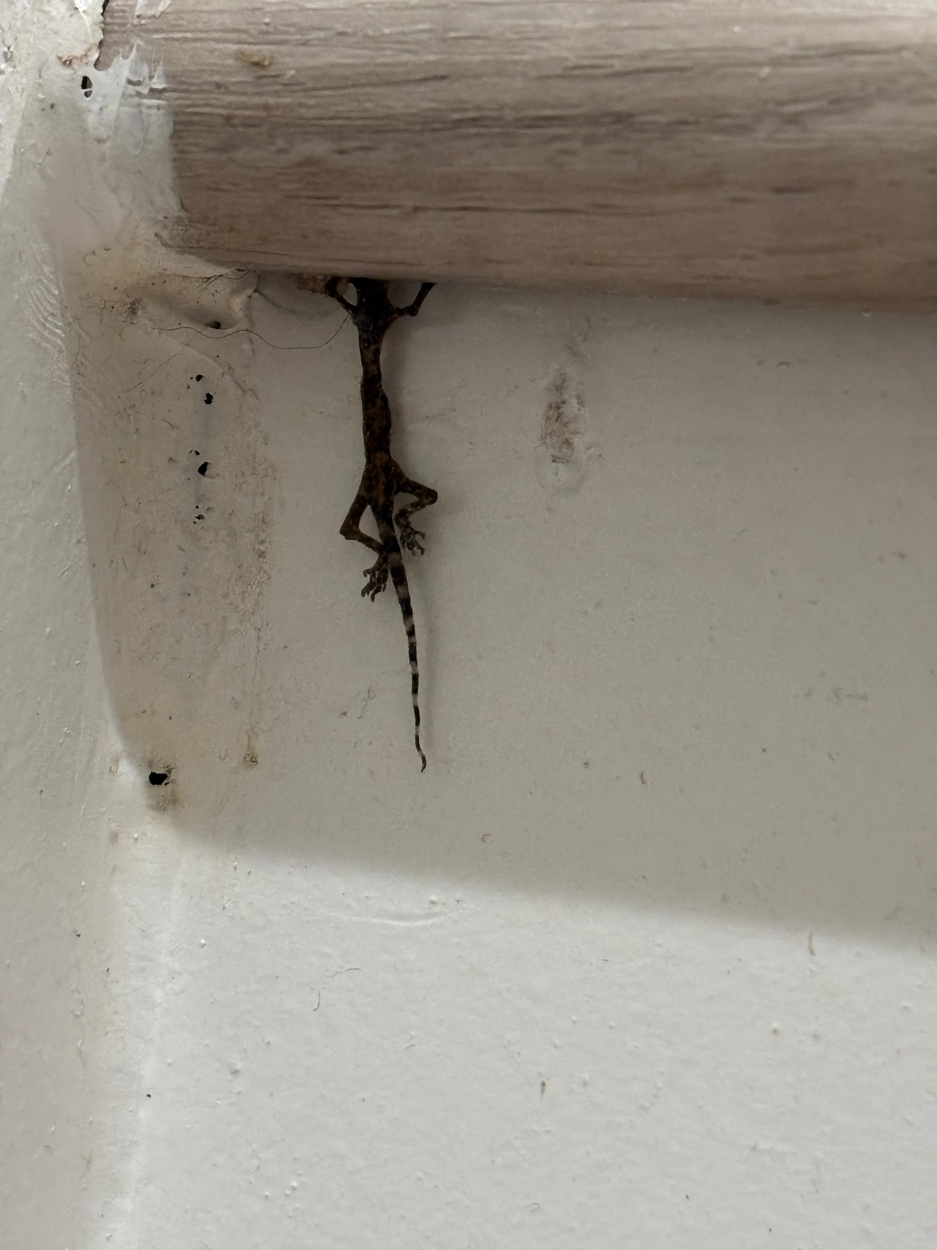 Dead lizards on the stairwell. 