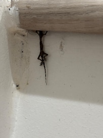 Dead lizards on the stairwell.