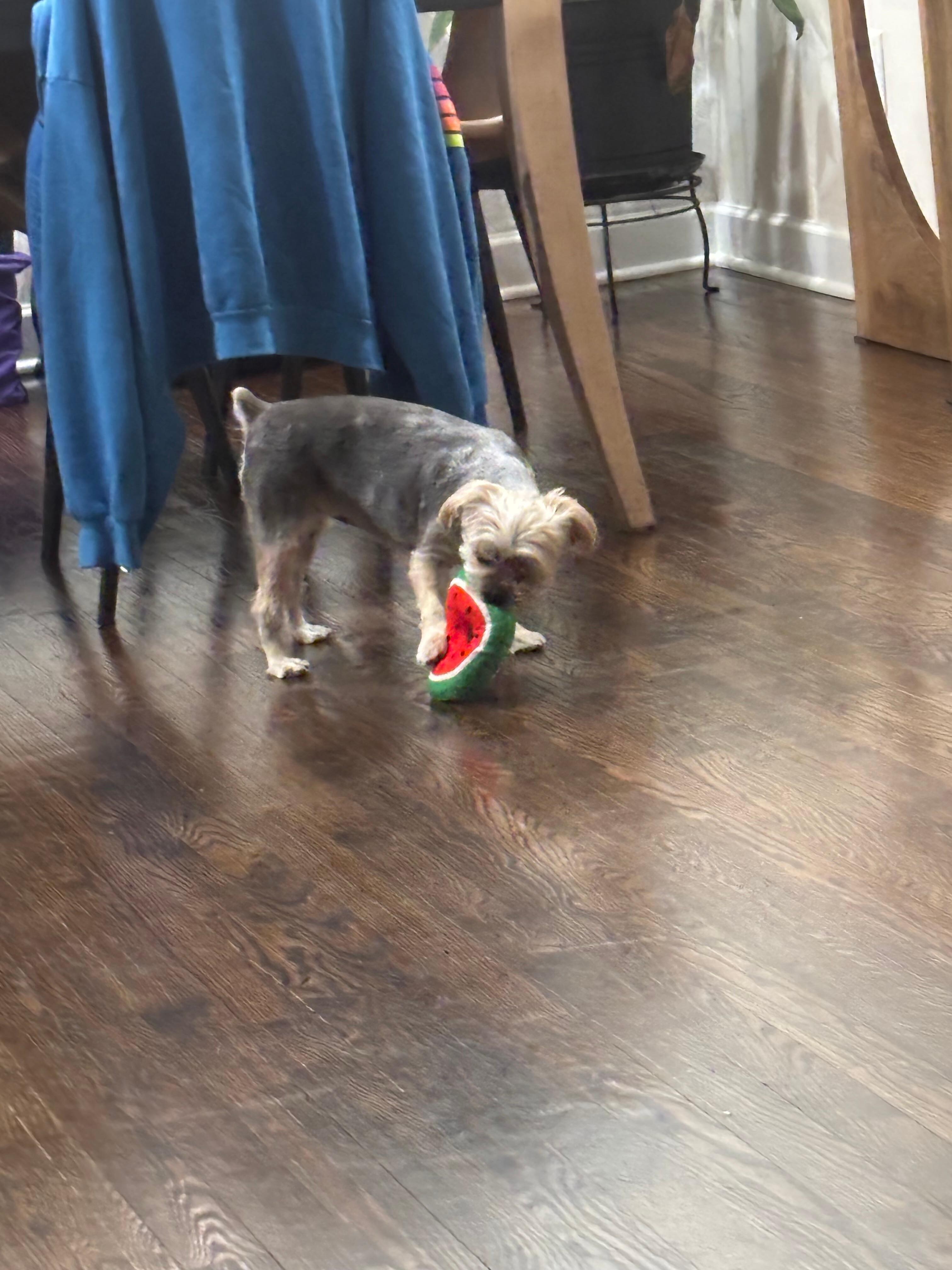 Our pup finding her new toy and loving it!!