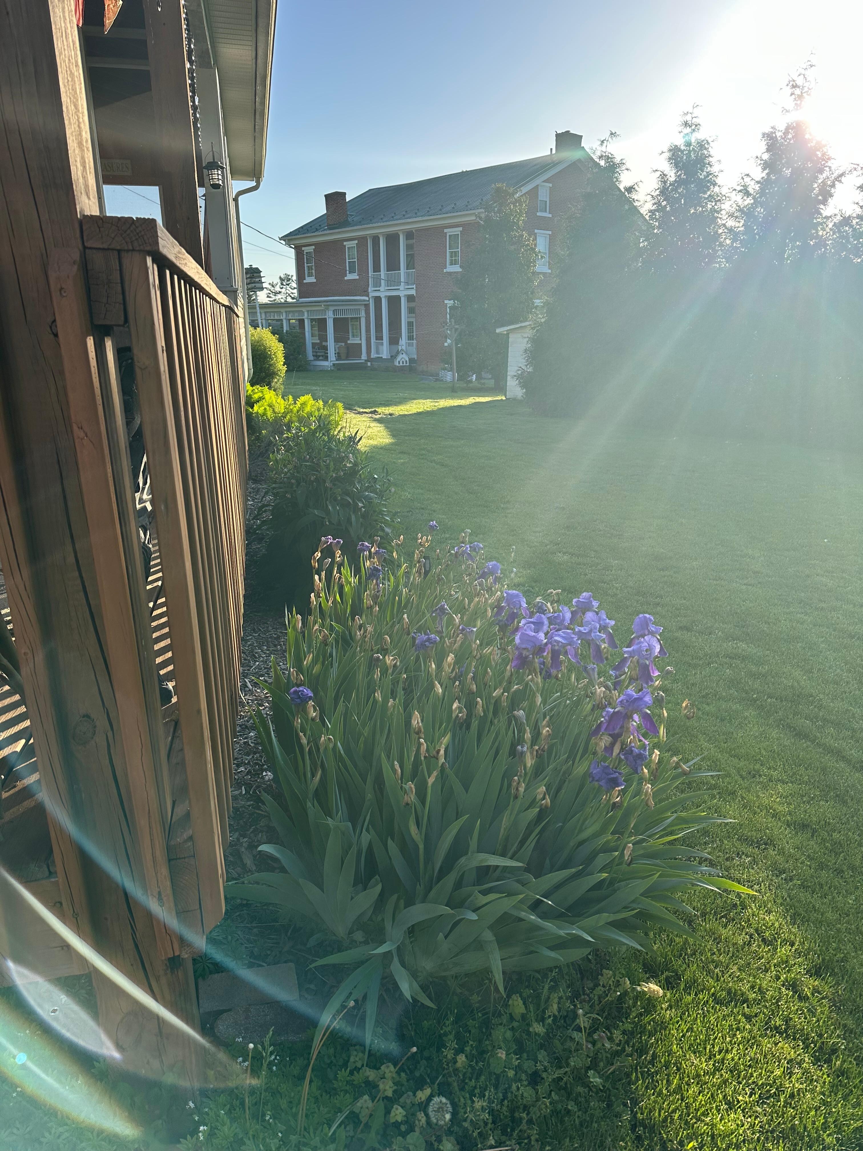 The Iris’s were beautiful. 