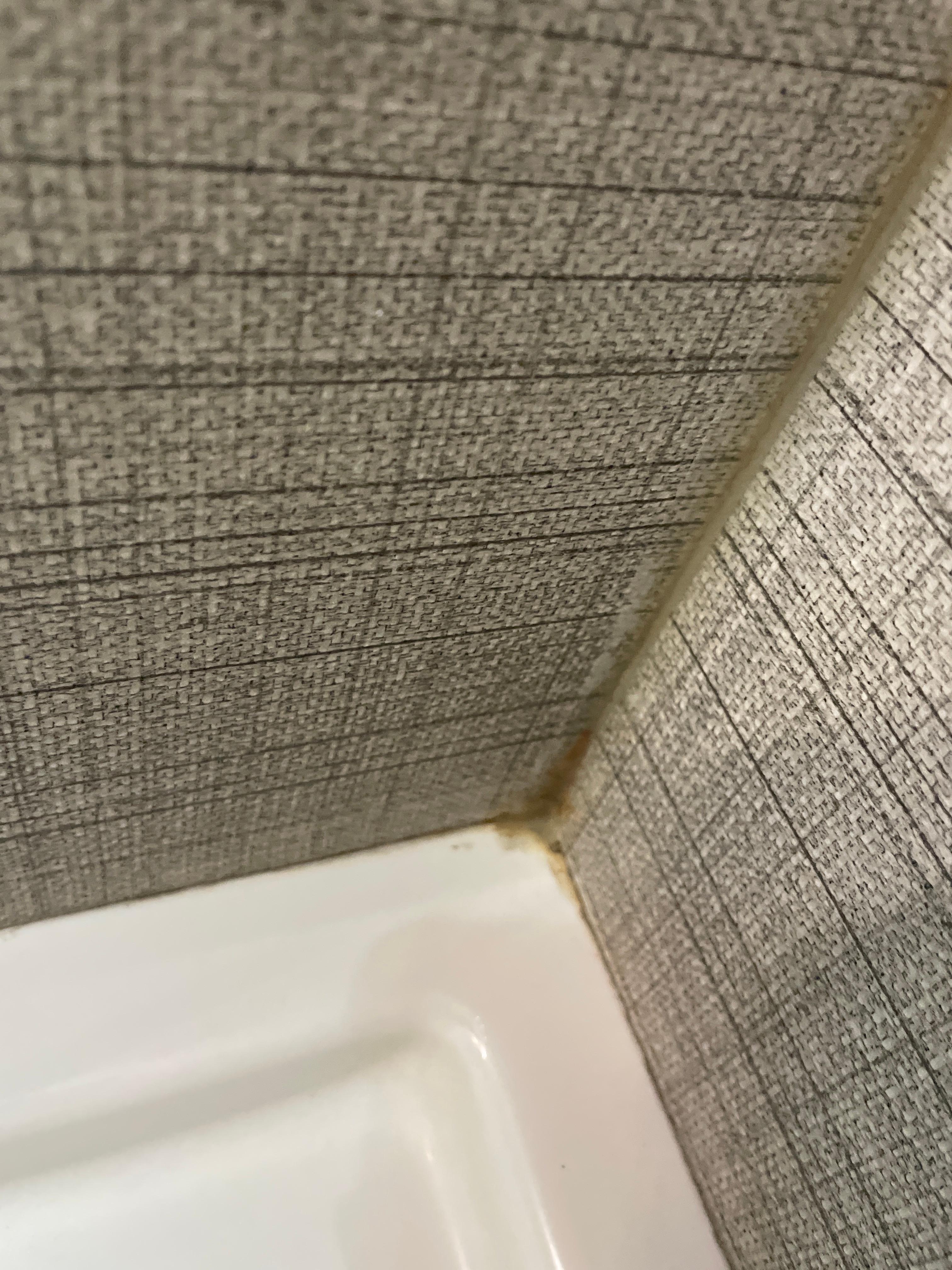 Mold like in the corner of the shower wall 