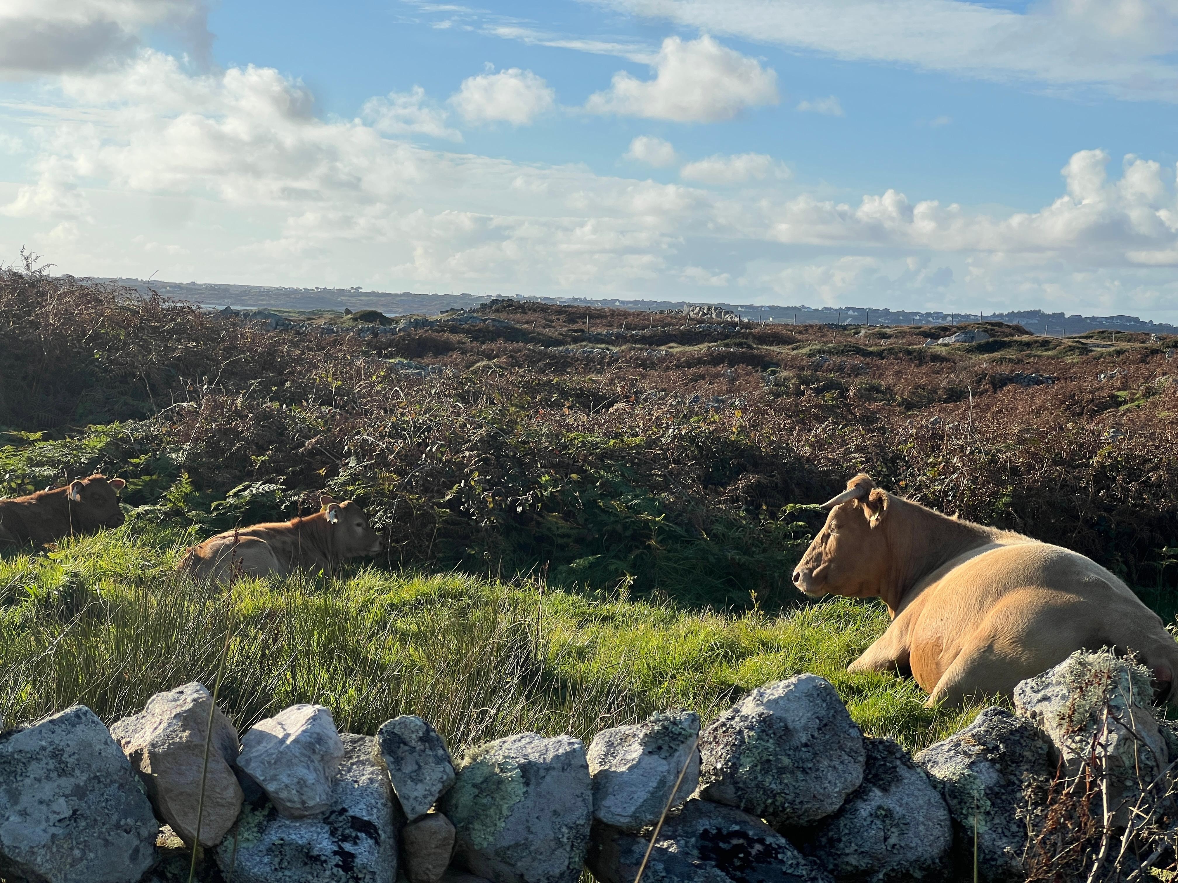 Cow and calves in afternoon sun amidst the miles of ancient stone fences