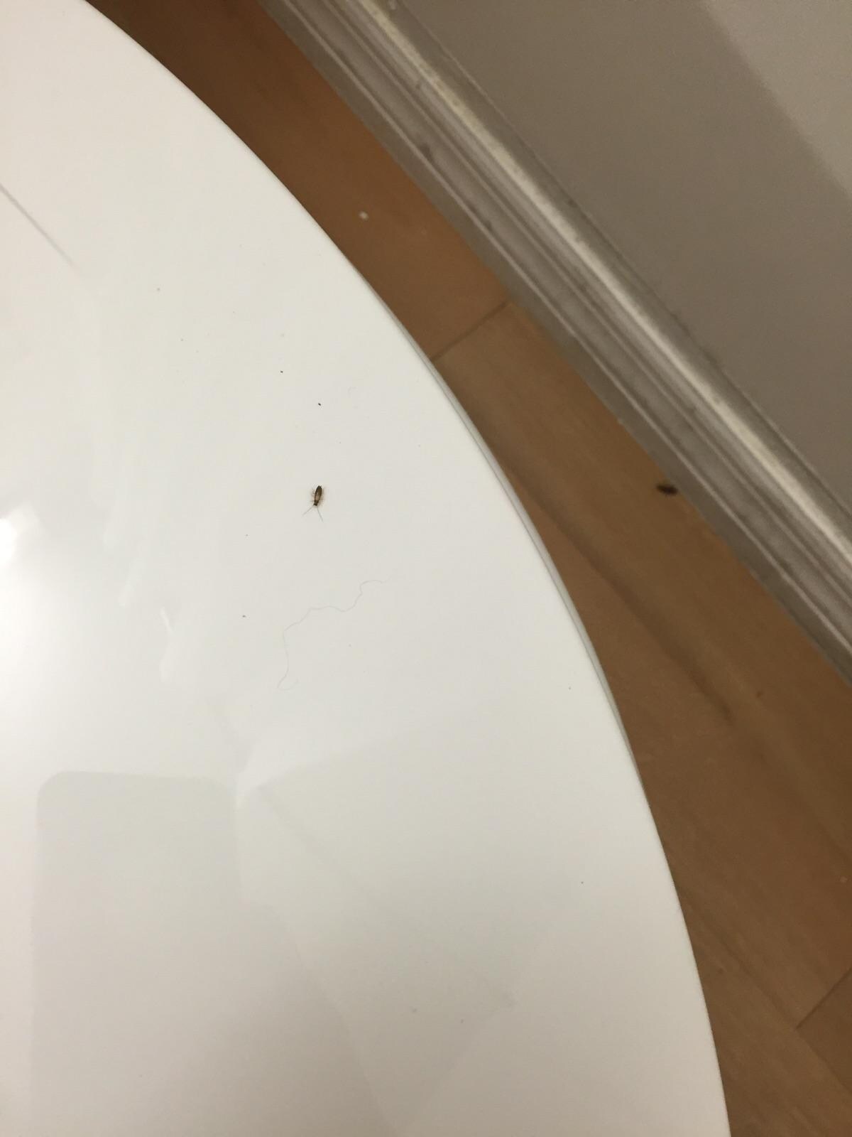 Roaches on the table