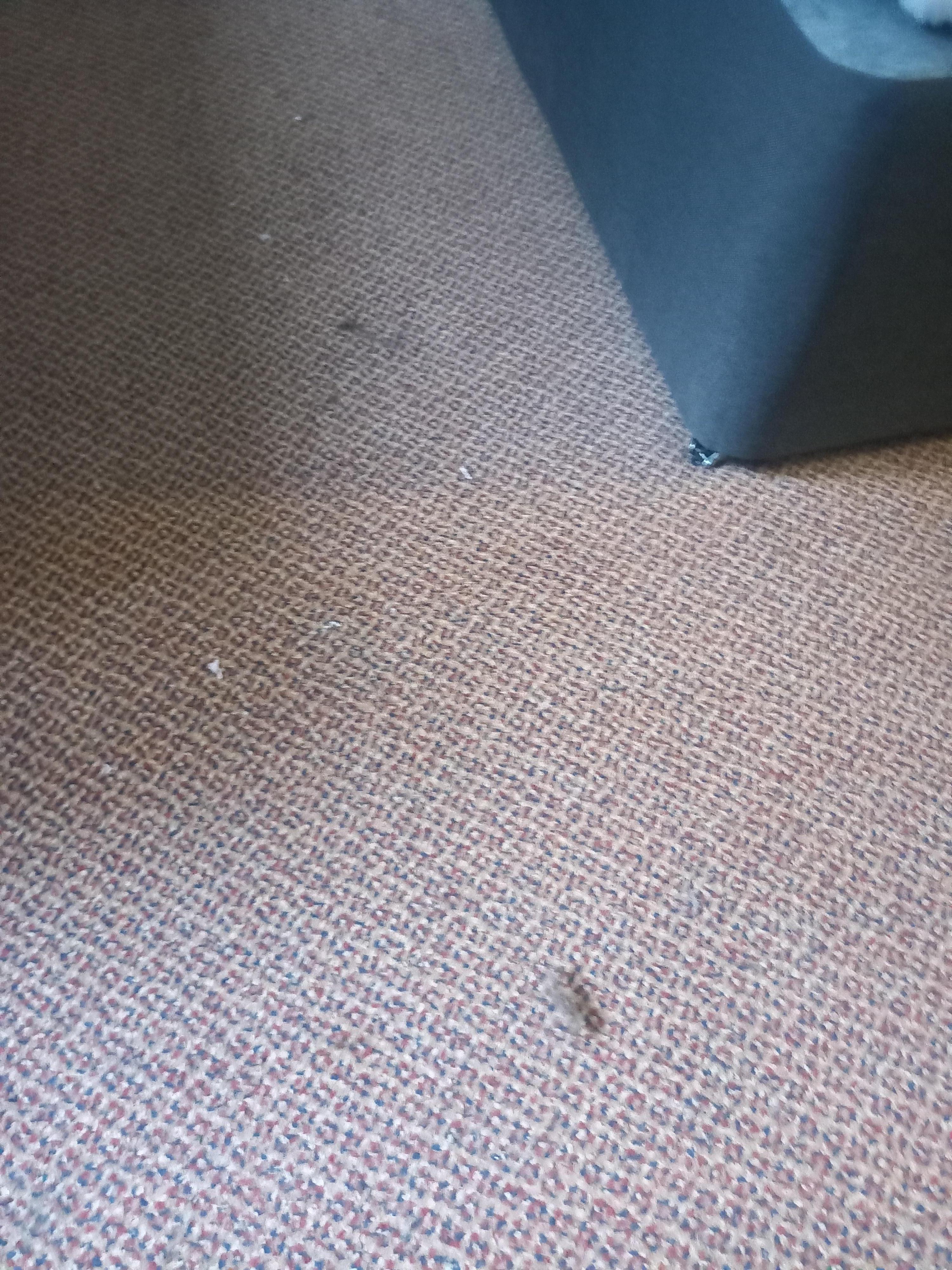 Ball of hair on carpet and carpet not been hoovered