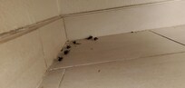 Dead bugs and crud pushed into a corner of bathroom under counter.