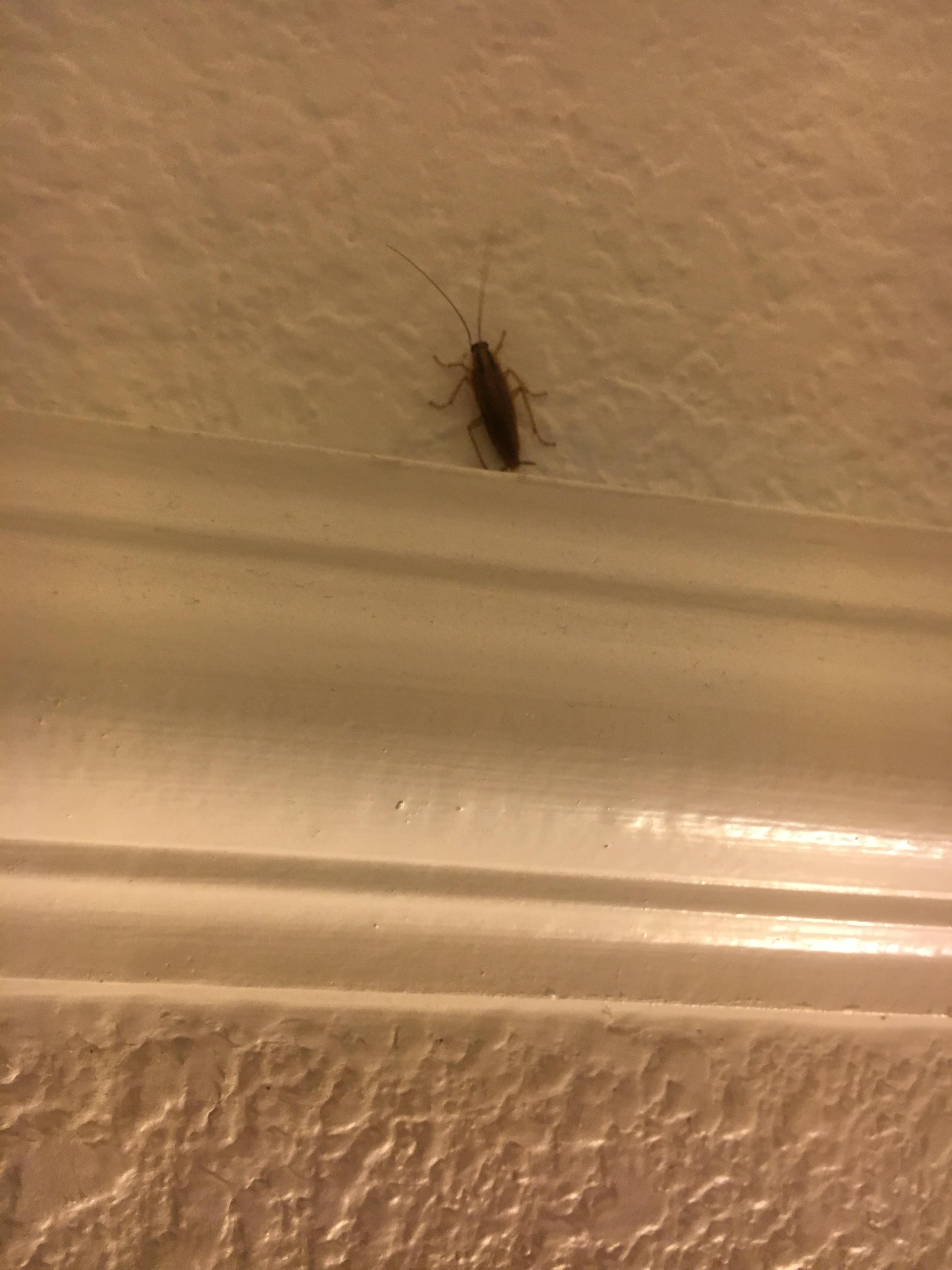 Roaches by head board