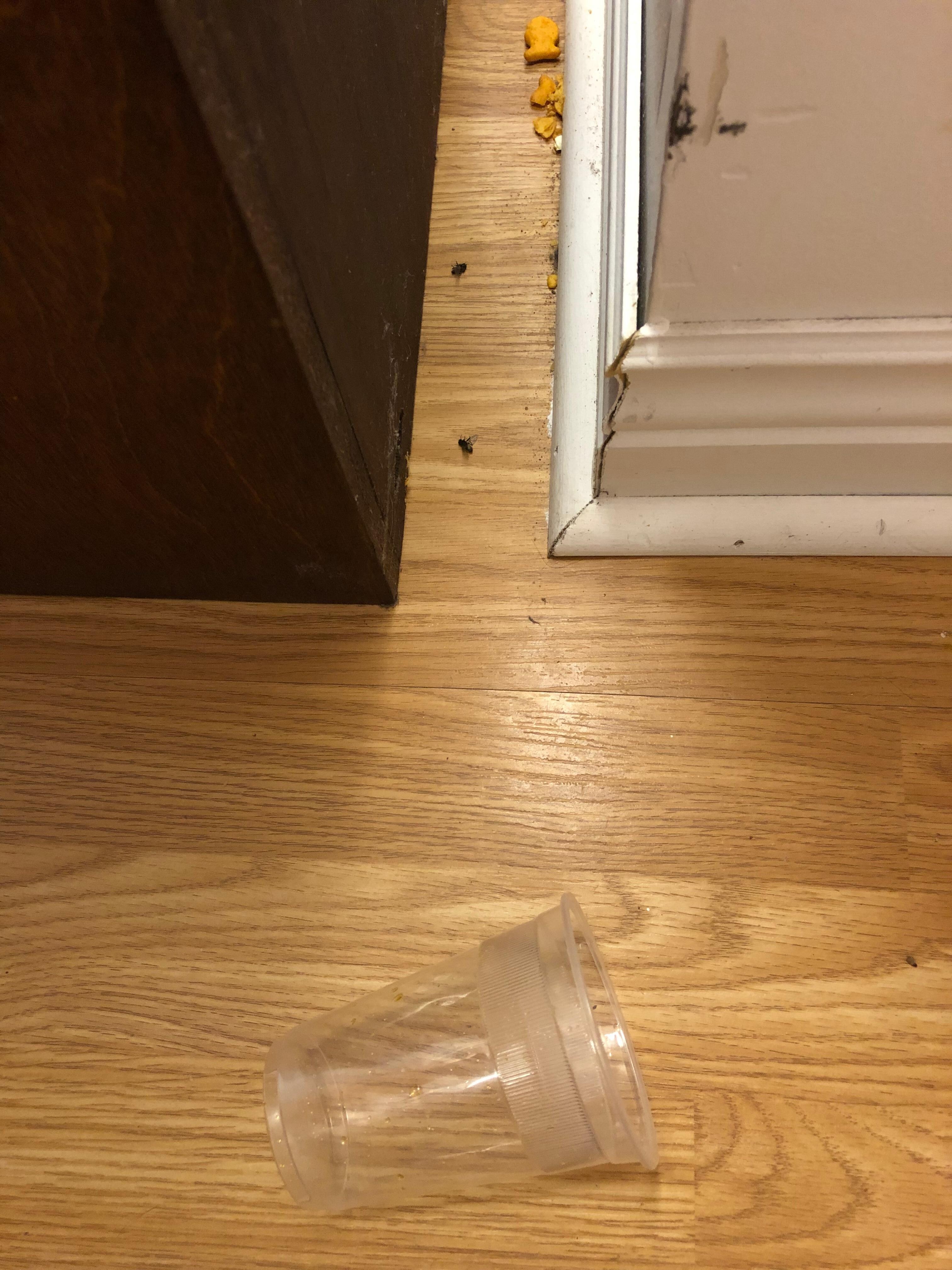 Dead flies and debris on dirty floors
