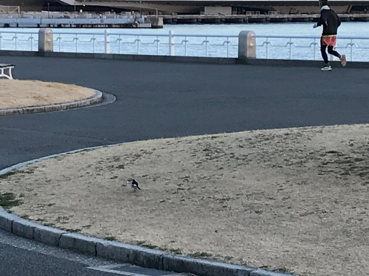 朝の山下公園／野鳥とランナー