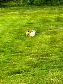 Lots of beautiful bunnies all over the property.