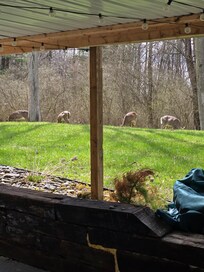 A few visitors with our morning coffee.